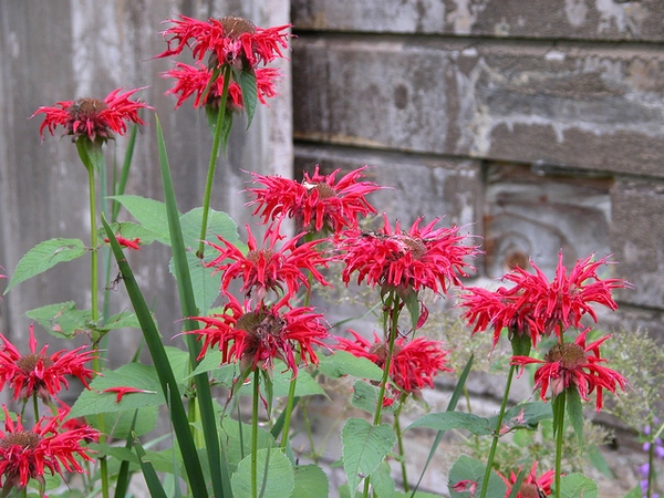 Erect leafy shoots with terminal clusters of scarlet flowers.