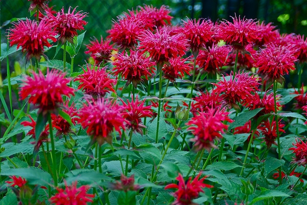 Erect leafy shoots with terminal clusters of deep pink flowers.