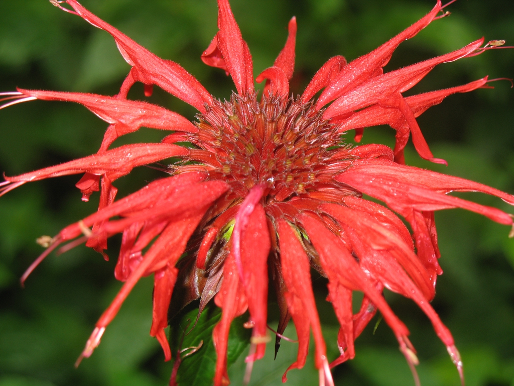 Cluster of red, tubular, 2-lipped flowers.