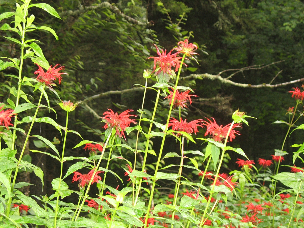 Erect leafy shoots with terminal clusters of red flowers.