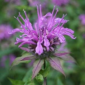 clusters of pink, two-lipped flowers