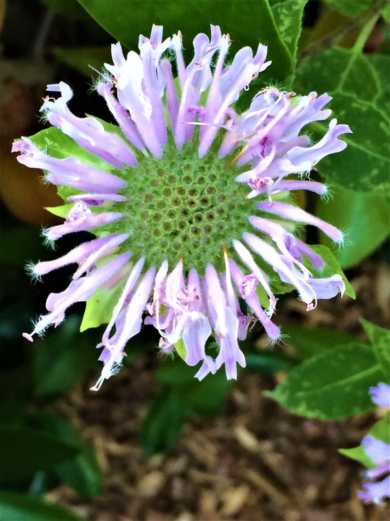 clusters of pink, two-lipped flowers