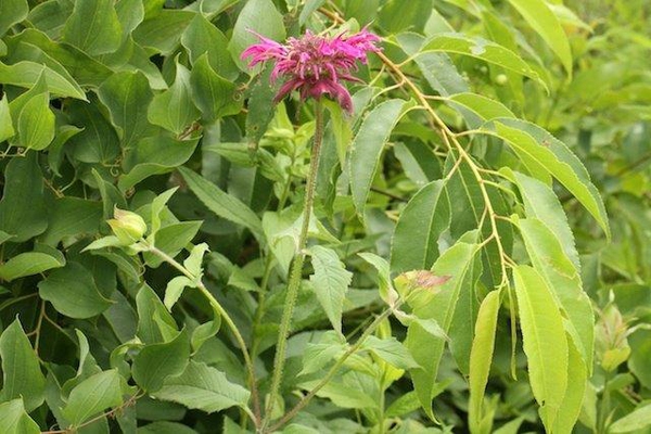 Leafy shoot bearing a cluster of pink, tubular, 2-lipped flowers