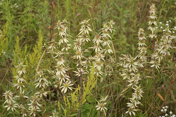 Stand of drying, straw-colored bracts in whorls on the stems.