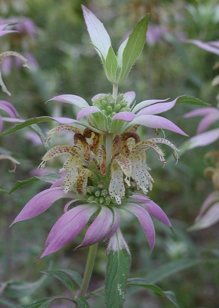 pink bracts subtending pale yellow, violet-speckled flowers.