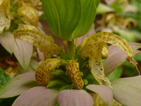 Close-up on yellow, 2-lipped flowers with violet spots.