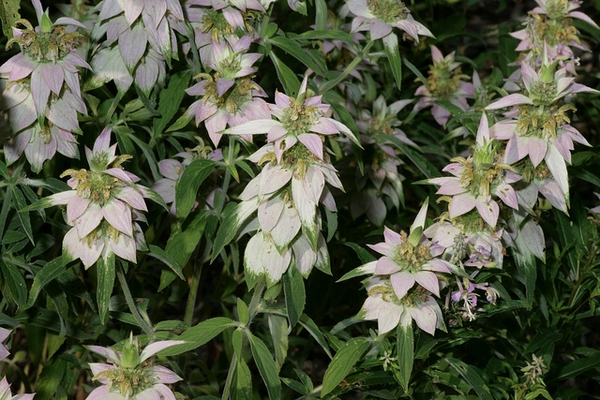 Stand of aging, pale whitish bracts in whorls on the stems.