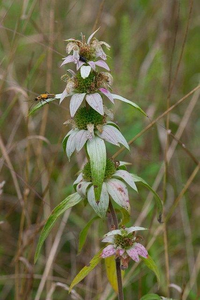 pink bracts subtending pale yellow, violet-speckled flowers.