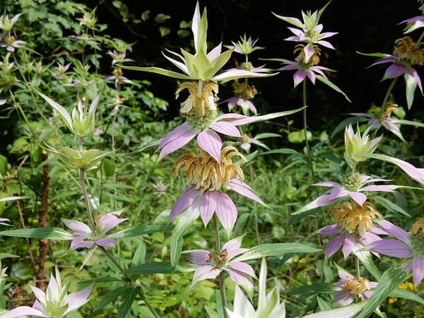 pink bracts subtending pale yellow, violet-speckled flowers.