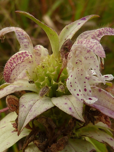 Close-up on yellow, 2-lipped flowers with violet spots.