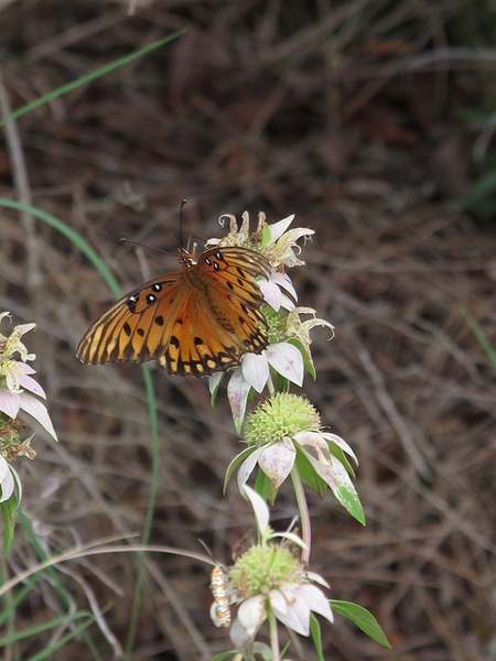 Butterfly on flowers borne in whorls on vertical stems.