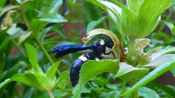 Close-up of wasp nectaring on the flower.