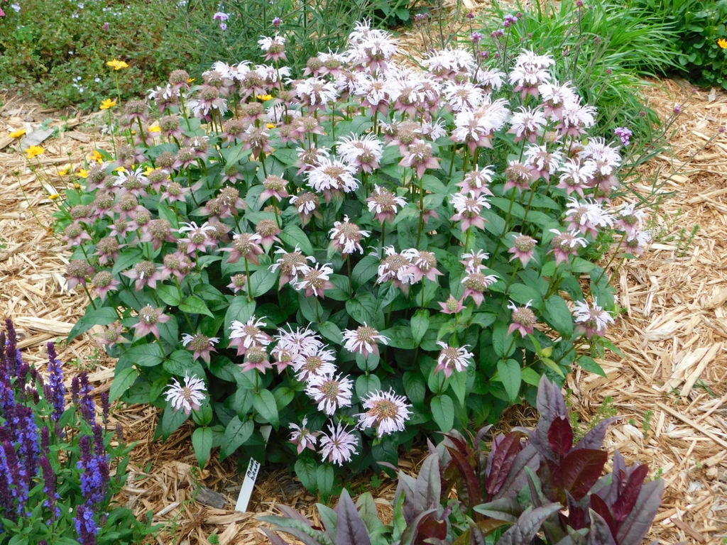 A mounded plant with many clusters of pale pink flowers.