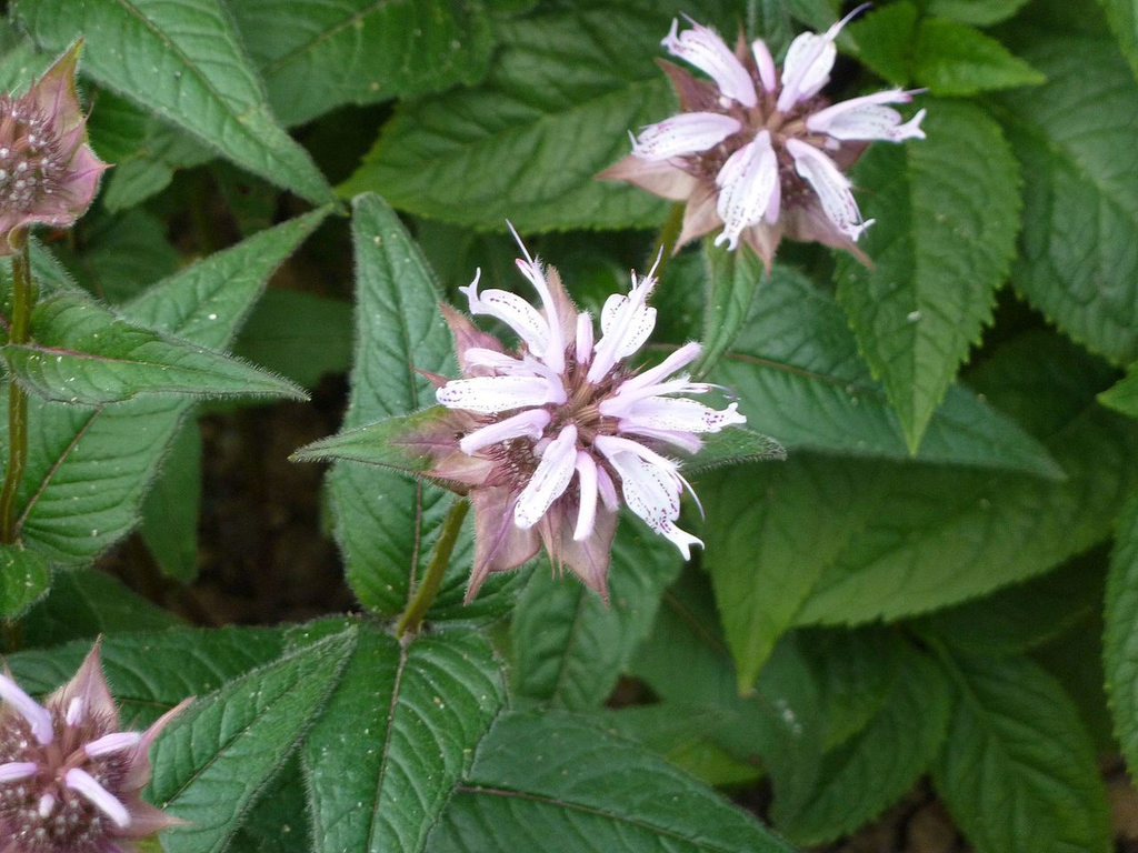 Close-up of the clusters of pale pink flowers and foliage.