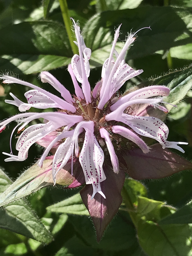 Close-up of the cluster of pale pink flowers.