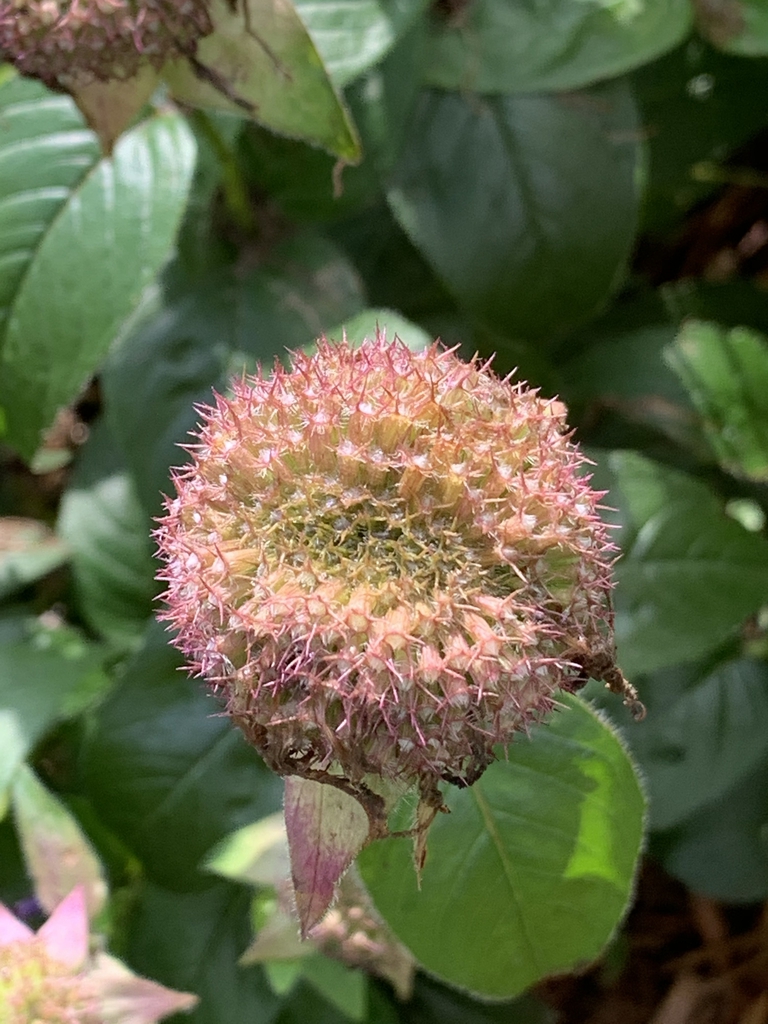 Dense cluster of calyces that hold the nutlets.