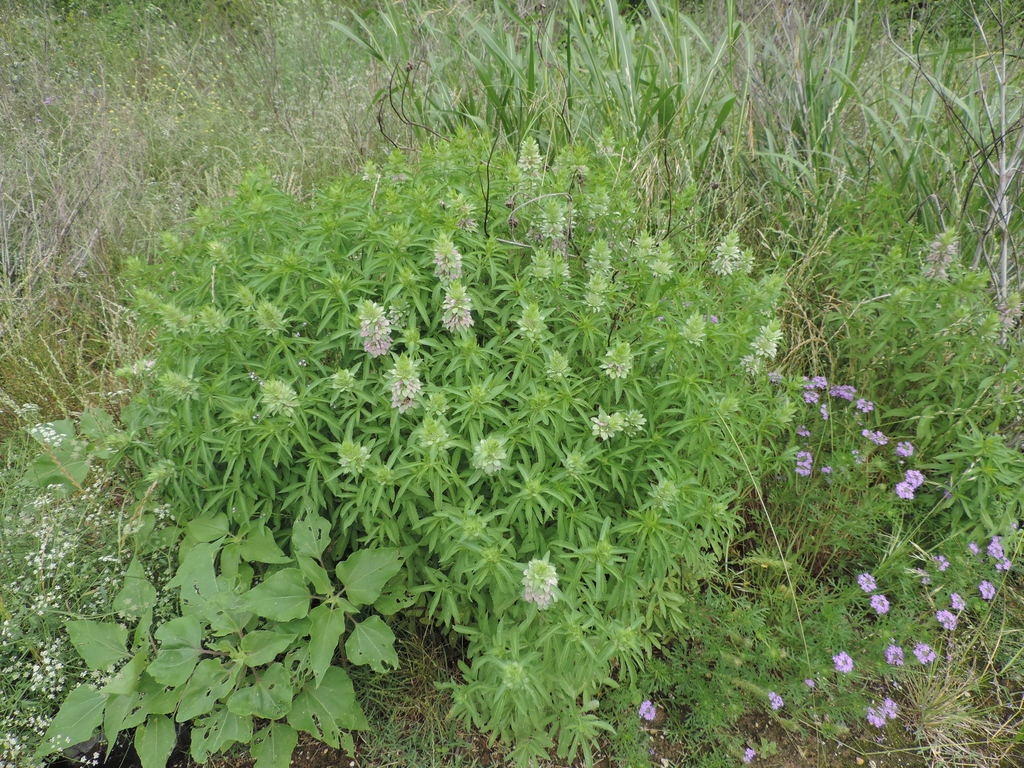 A clump of pink-flowered plants.