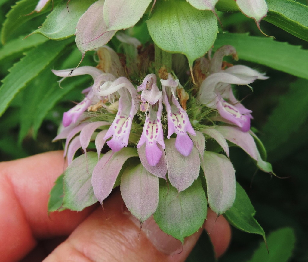Close-up of the cluster of pink flowers.