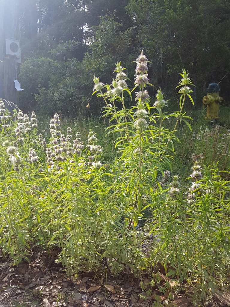 Erect plants with terminal clusters of flowers.