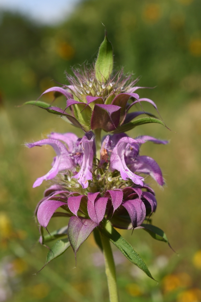 Clusters of pinkish purple flowers & showy bracts