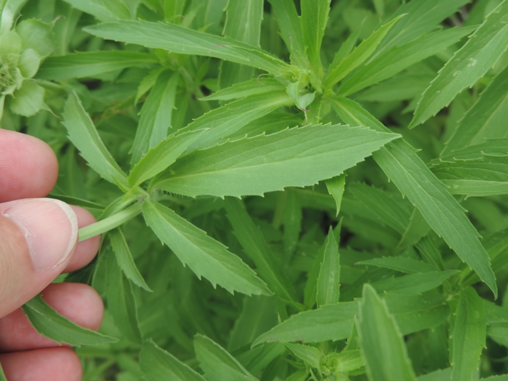 Close-up on lanceolate leaves with serrate margins.