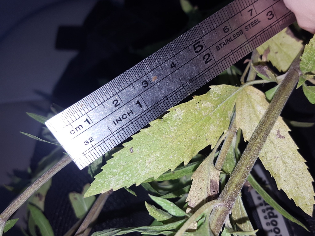 Stem and leaf with a ruler to show the dimensions of the leaf.