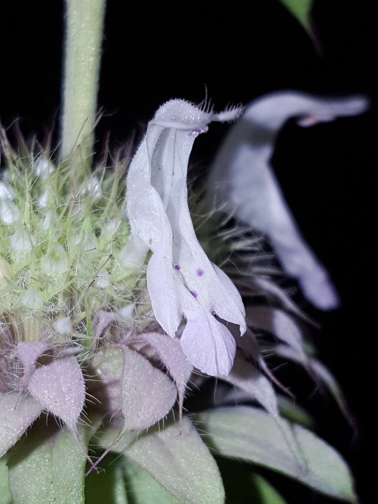 Close-up side view of the 2-lipped flower