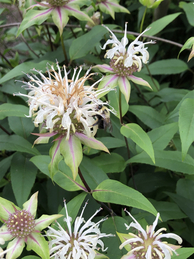 Clusters of white, 2-lipped flowers