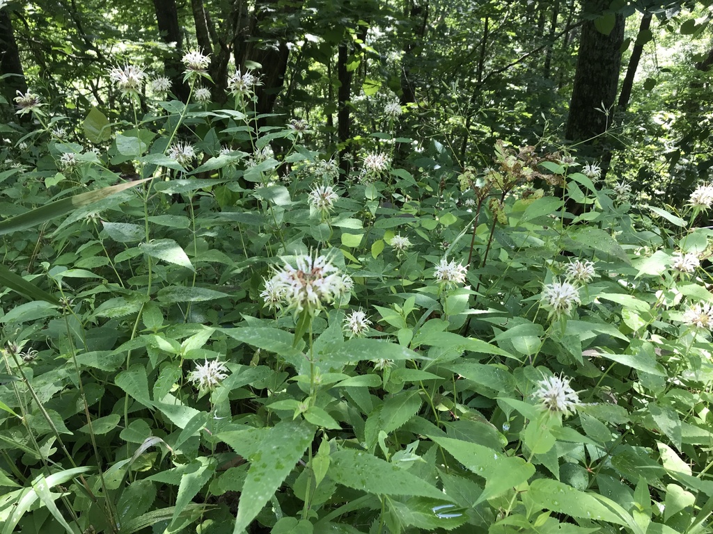 lush green foliage and terminal heads of white flowers.