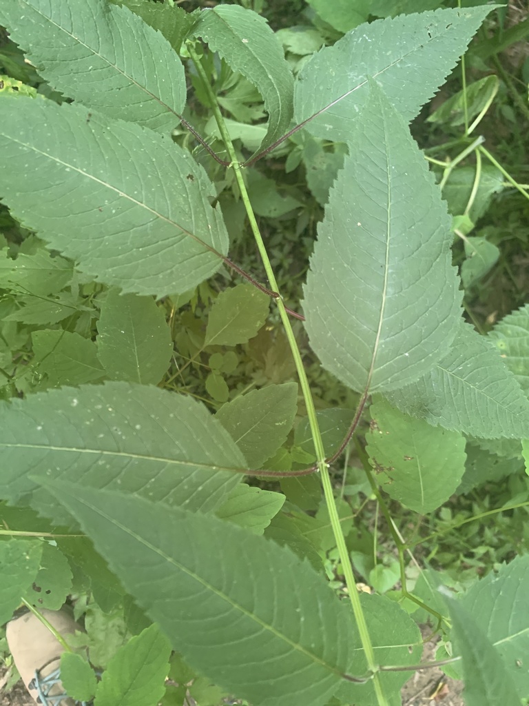 Opposite decussate ovate leaves and square stem