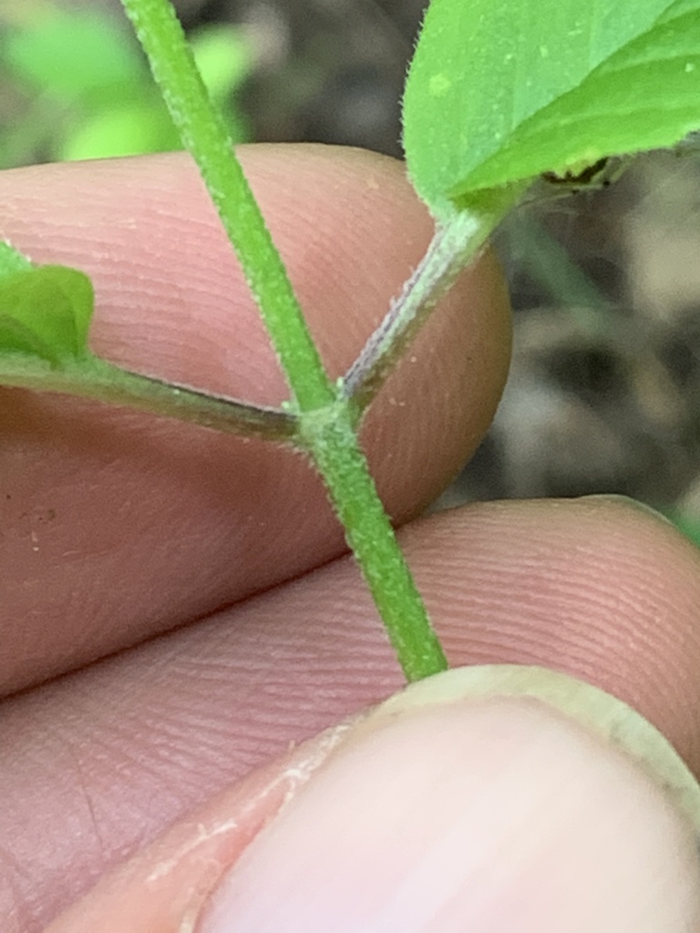 Opposite decussate ovate leaves and square stem