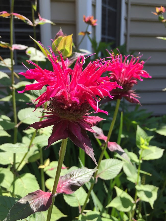 Cluster of reddish pink, tubular, 2-lipped flowers.