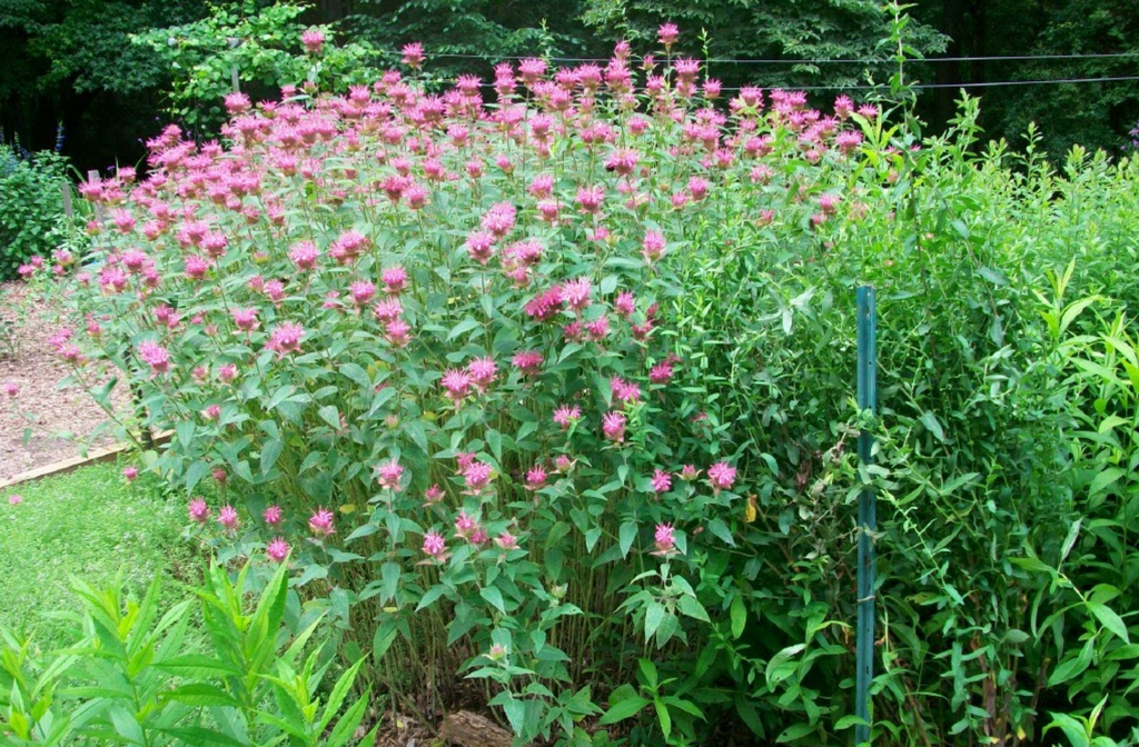 Erect leafy shoots with terminal clusters of pink flowers.