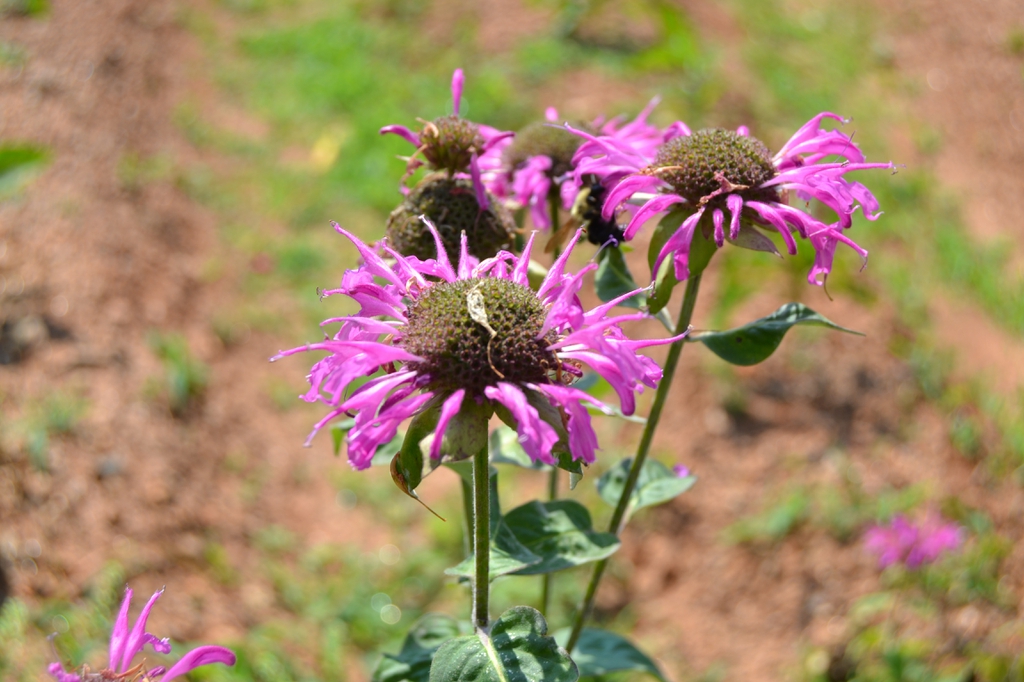Terminal clusters of pink, tubular, 2-lipped flowers.