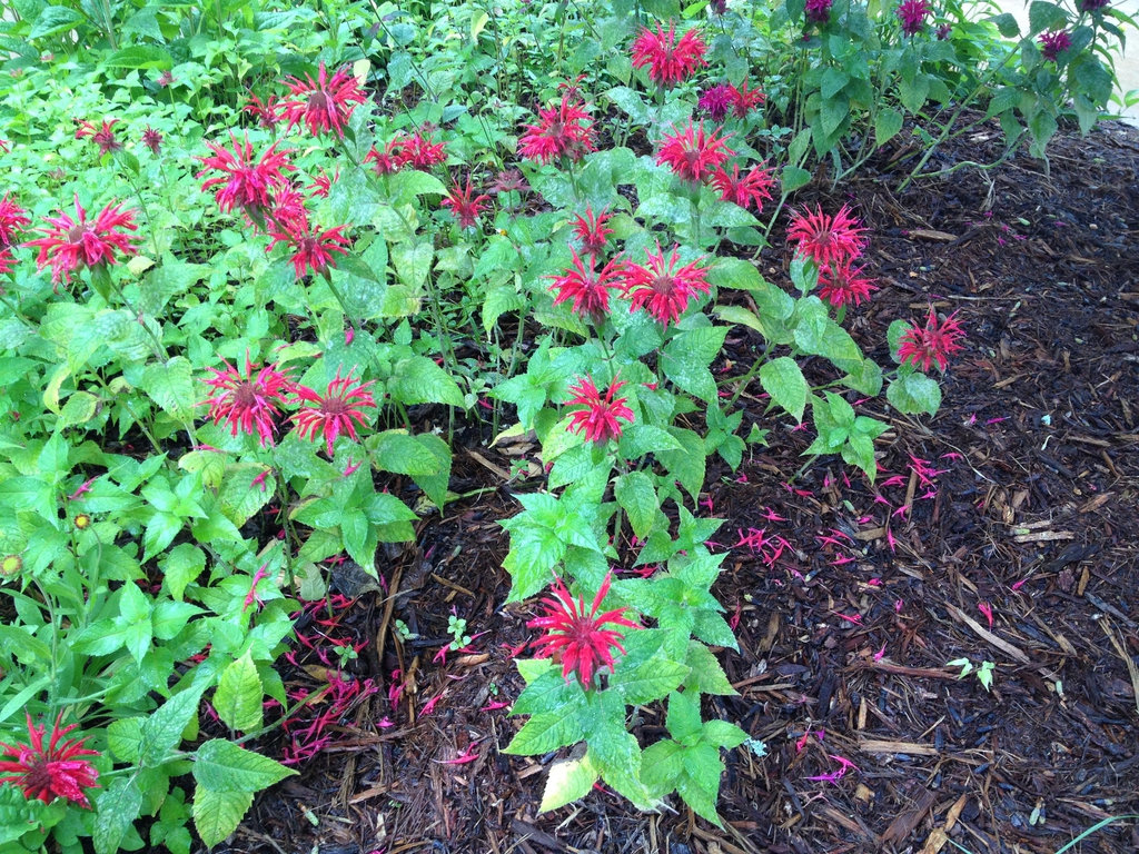 Erect leafy shoots with terminal clusters of deep pink flowers.
