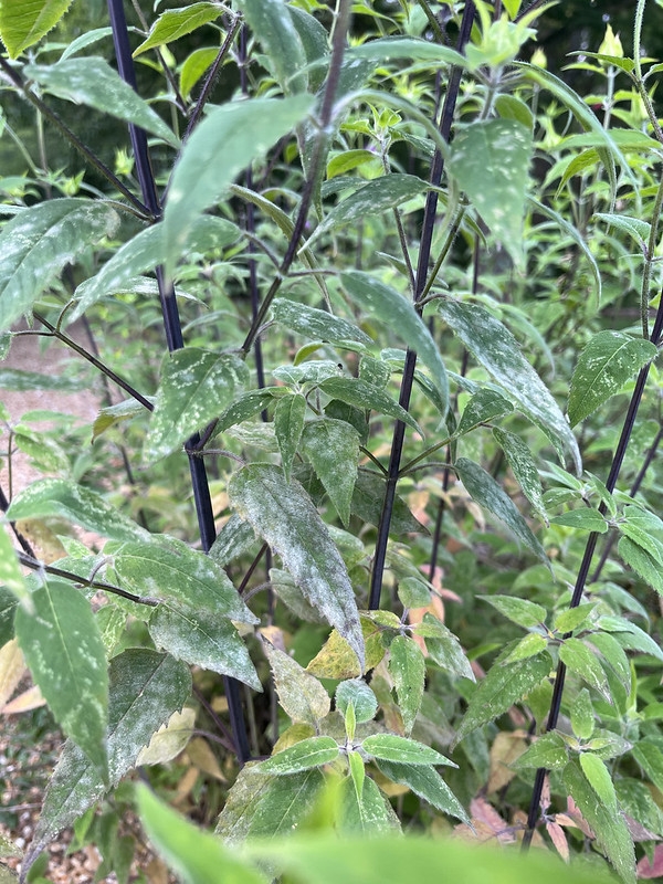 Opposite, lanceolate leaves covered with white powdery substance