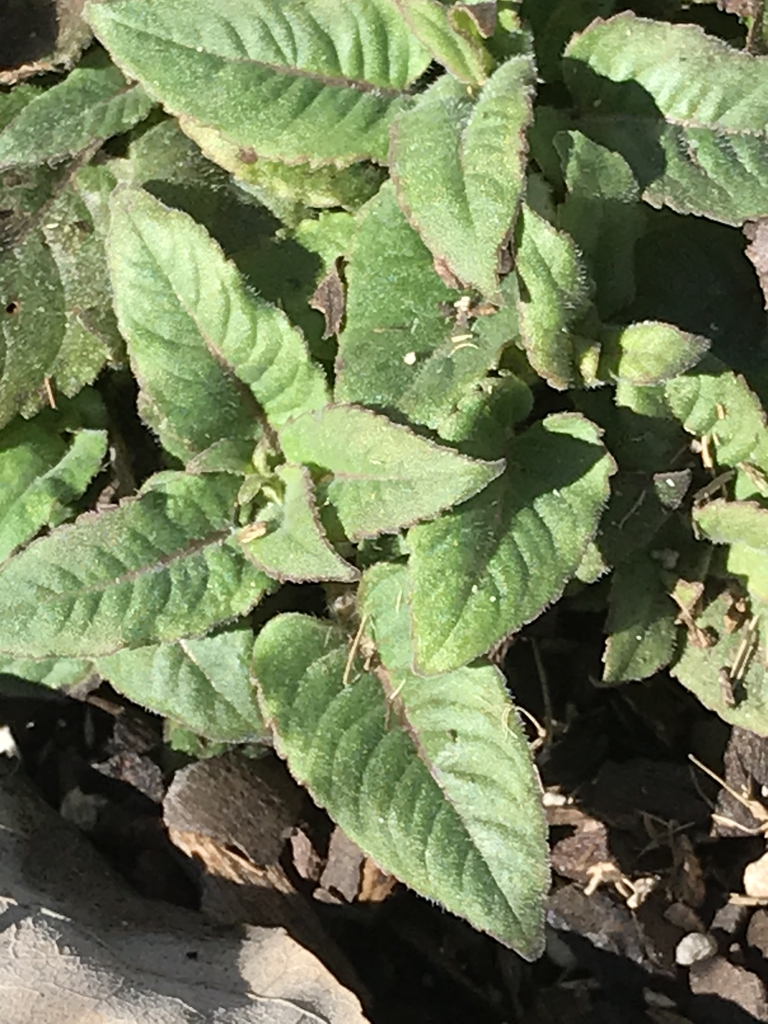 Emerging growth with opposite decussate leaves.