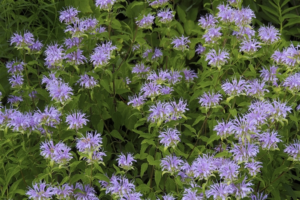 Whole plant with many clusters of pink, 2-lipped flowers.