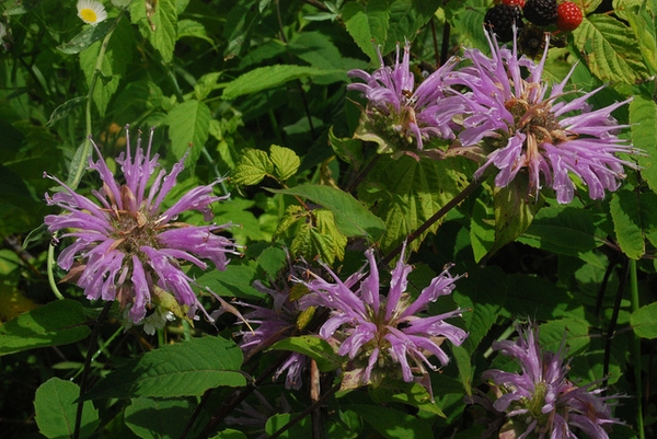 clusters of pink, two-lipped flowers