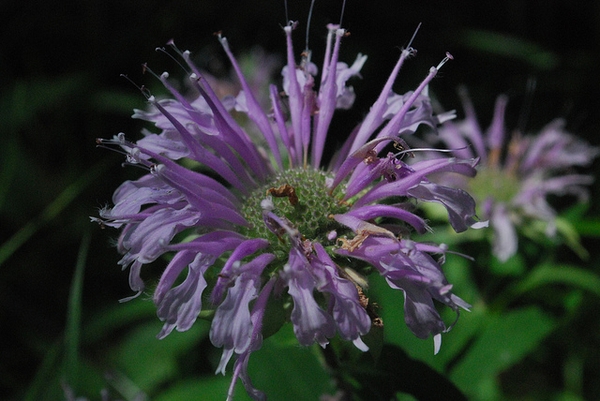 clusters of pink, two-lipped flowers