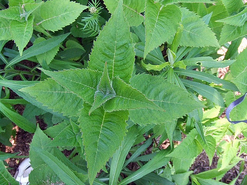 Shoot apex showing opposite decussate leaves.