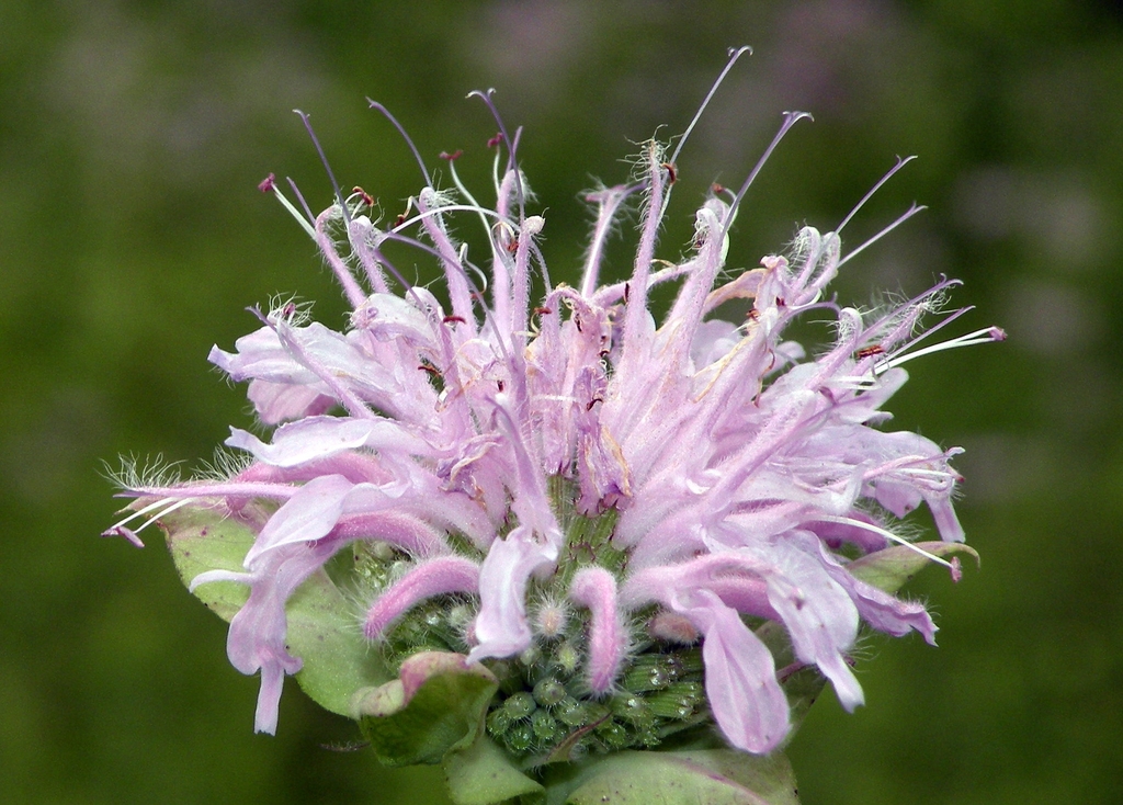 Close-up of pale pink flowers in a dense head-like cluster.