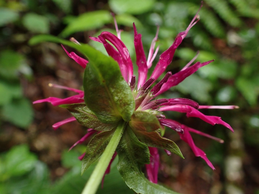 POV looking up at the cluster of flowers & subtending bracts