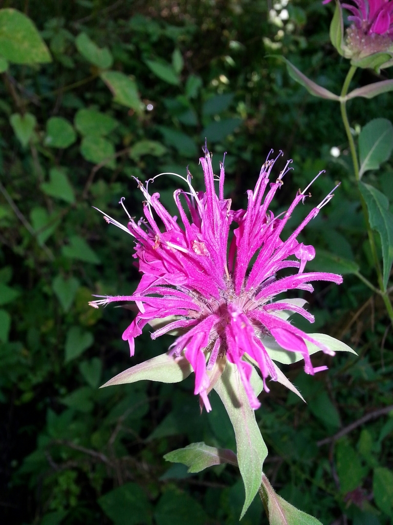 Cluster of pink, tubular, 2-lipped flowers.
