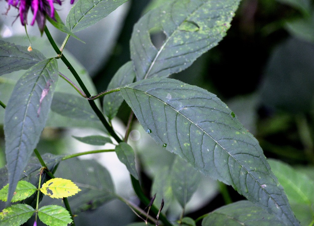 Close-up of opposite, decussate leaves; finely serrated margin