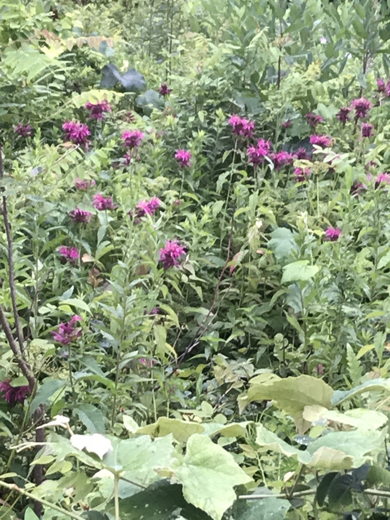 A wild stand of erect plants with clusters of pink flowers.