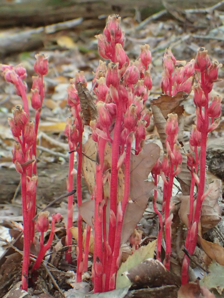 M. hypopitys plant