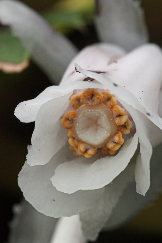 Flowers of M. uniflora