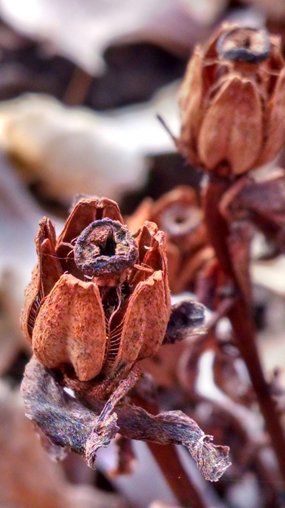 Fruit