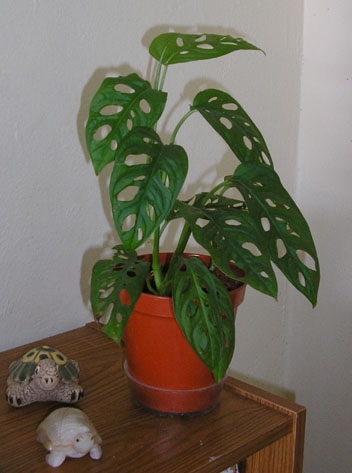Potted plant showing fenestrate laves.